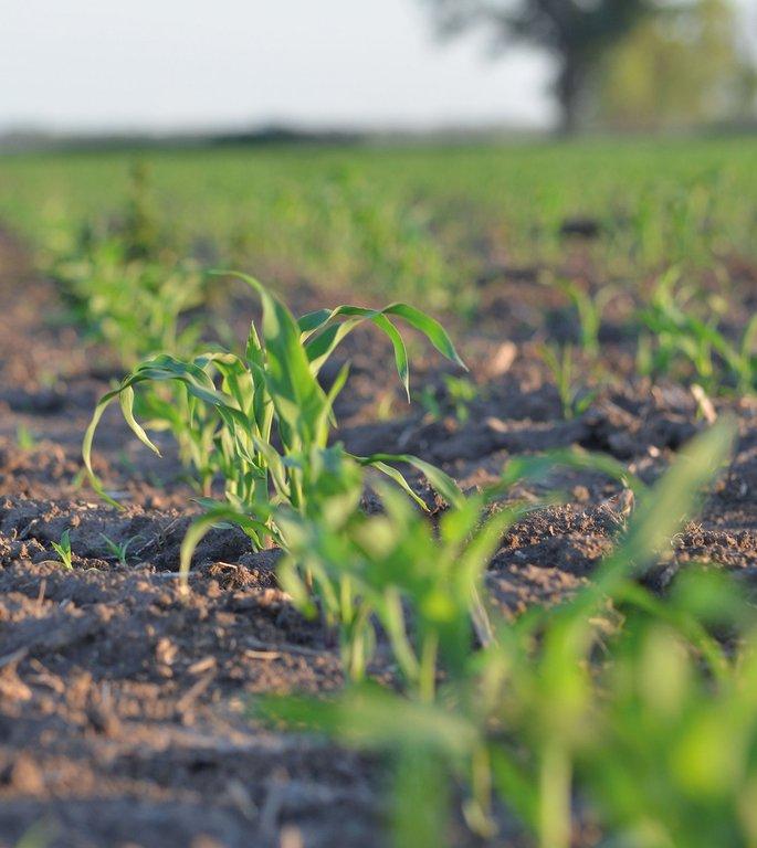 8 de septiembre: Día de la Agricultura y del Productor Agropecuario