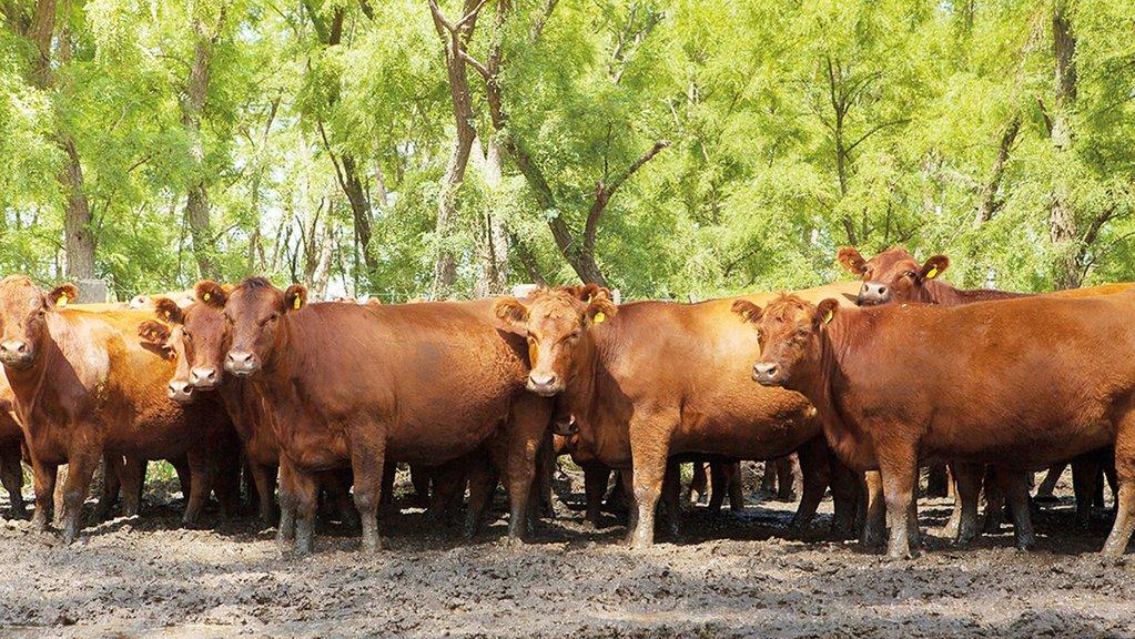 45,2%: Bajó la faena de hembras