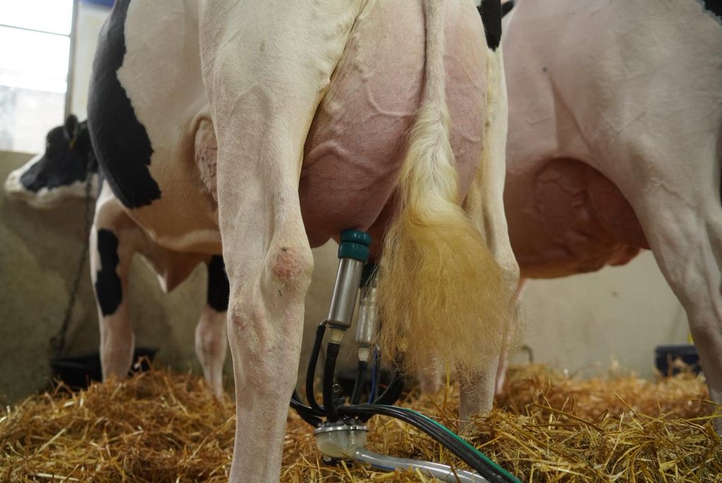 Maite se consagró en el 105° Concurso de Vacas Lecheras rozando los récords históricos
