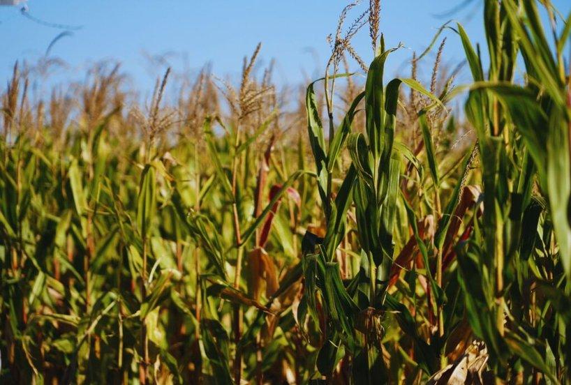 Maíz: más agua y una oportunidad para ajustar el manejo