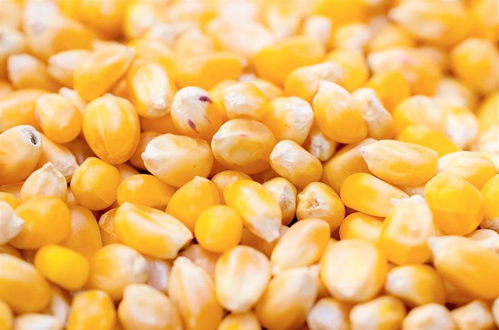 Inversión récord en el agro: el maíz desplaza a la soja y la campaña costará US$ 14.747 millones