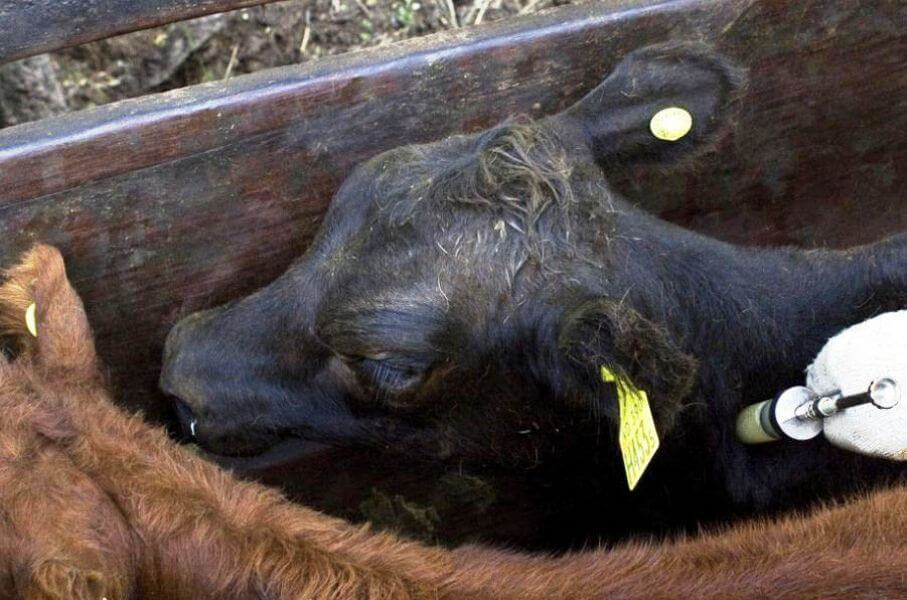 Fiebre aftosa: la Región Centro impulsa un esquema diferencial de vacunación para tambos
