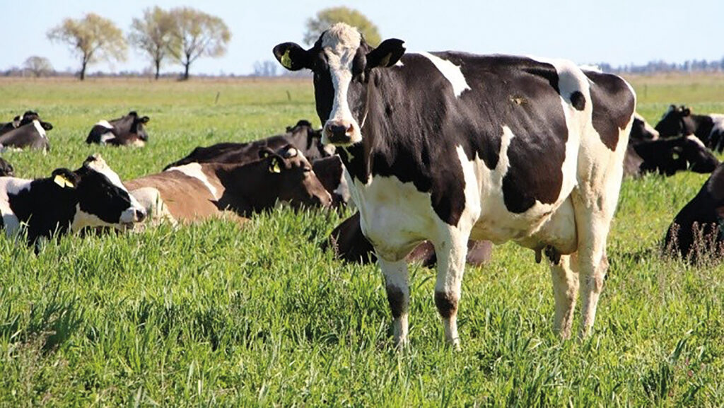 La producción lechera está en alza y las exportaciones son las más altas en 14 años