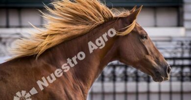 «Nuestros Caballos» será nuevamente sede del Congreso Equino