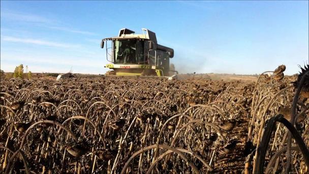 La cosecha de girasol argentina alcanzó el mejor rinde de las últimas 20  campañas – Nuestro Agro