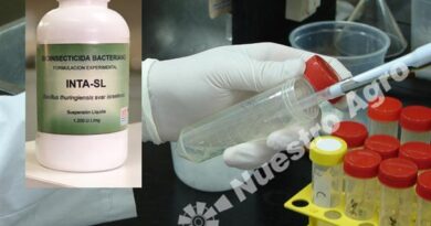 El INTA generó un “biolarvicida contra el Dengue”