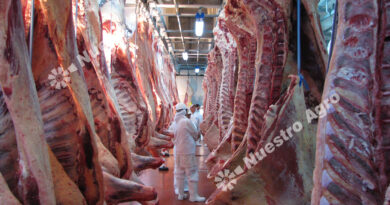 De Argentina al mundo: crecieron las exportaciones de carne bovina pero cayó la facturación durante julio