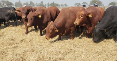 Santa Fe promete aportes no reintegrables para ganaderos que quieran comprar reproductores