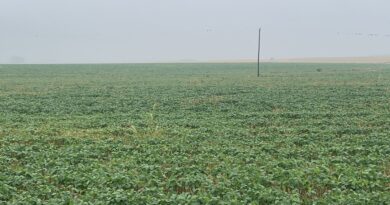 Con las precipitaciones se renuevan las expectativas en el centro norte santafesino