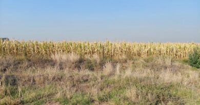 La agricultura y la ganadería también sufren los efectos de la seca en la zona de San Justo