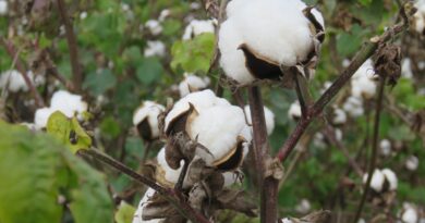 Algodón: presentan la primera variedad con fibras extra largas de Argentina