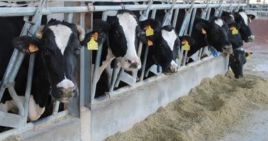 Los productores de leche buscan soluciones para reducir los costos