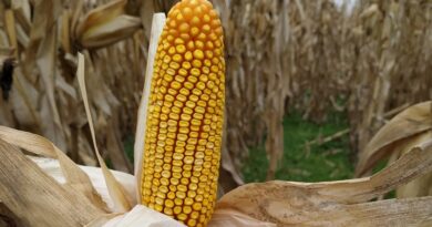 El Gobierno aprobó un maíz transgénico con resistencia a herbicidas