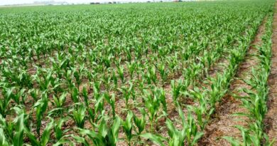El clima en Argentina sigue condicionando los planes de producción: ¿maíz o soja?