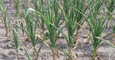 El maíz sufre en el centro norte santafesino: el temprano viene mal y se demora la siembra del tardío